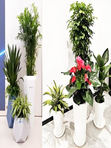 揭秘宁波慈溪绿植租赁哪家好，别错过！